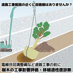 樹木の工事影響評価・移植適性度診断(道路工事版)